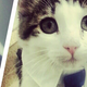 Illustration for article titled Cat Attack Sends Three to Hospital